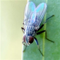 Muscidae (family) at Gungahlin, ACT - 1 Mar 2025 by Hejor1