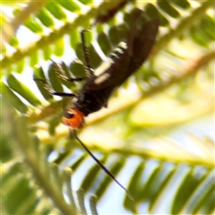 Braconidae (family) (Unidentified braconid wasp) at Gungahlin, ACT - 1 Mar 2025 by Hejor1