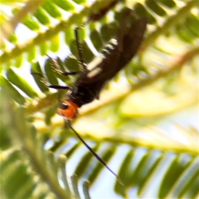 Braconidae (family) (Unidentified braconid wasp) at Gungahlin, ACT - 1 Mar 2025 by Hejor1