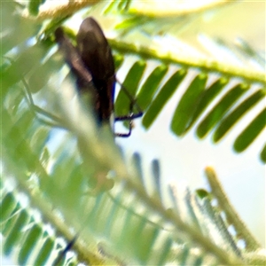 Braconidae (family) at Gungahlin, ACT - 1 Mar 2025 03:02 PM