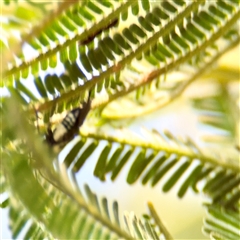 Braconidae (family) at Gungahlin, ACT - 1 Mar 2025 03:02 PM