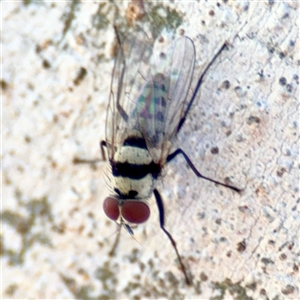 Anthomyiidae (family) at Gungahlin, ACT - 1 Mar 2025 02:18 PM