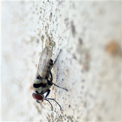 Anthomyiidae (family) at Gungahlin, ACT - 1 Mar 2025 02:18 PM