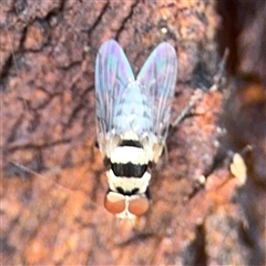 Anthomyiidae (family) at Gungahlin, ACT - 1 Mar 2025 02:18 PM