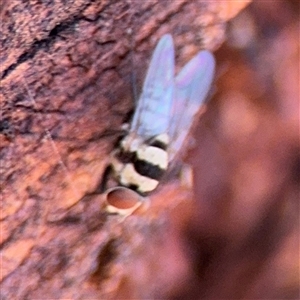 Anthomyiidae (family) at Gungahlin, ACT - 1 Mar 2025 02:18 PM