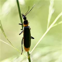 Chauliognathus lugubris (Plague Soldier Beetle) at Gungahlin, ACT - 1 Mar 2025 by Hejor1