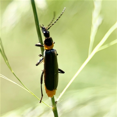 Chauliognathus lugubris (Plague Soldier Beetle) at Gungahlin, ACT - 1 Mar 2025 by Hejor1