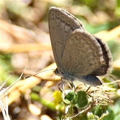 Zizina otis (Common Grass-Blue) at Gungahlin, ACT - 1 Mar 2025 by Hejor1