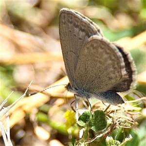 Zizina otis (Common Grass-Blue) at Gungahlin, ACT - 1 Mar 2025 by Hejor1