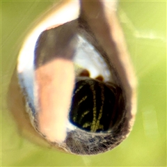 Phonognathidae (family) (Leaf curling orb-weavers) at Gungahlin, ACT - 1 Mar 2025 by Hejor1