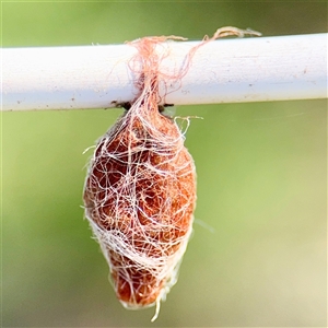 Austracantha minax at Gungahlin, ACT - 1 Mar 2025 02:51 PM