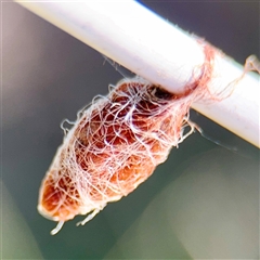 Austracantha minax at Gungahlin, ACT - 1 Mar 2025 02:51 PM