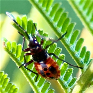 Dindymus versicolor (Harlequin Bug) at Gungahlin, ACT - 1 Mar 2025 by Hejor1