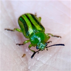 Calomela juncta (Leaf beetle) at Gungahlin, ACT - 1 Mar 2025 by Hejor1