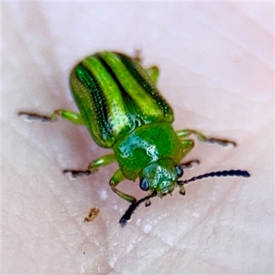 Calomela juncta (Leaf beetle) at Gungahlin, ACT - 1 Mar 2025 by Hejor1