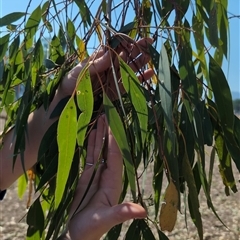 Unidentified Gum Tree at Woomargama, NSW - Yesterday by Mcgrata