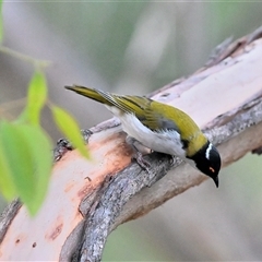 Melithreptus lunatus (White-naped Honeyeater) at Tahmoor, NSW - 1 Mar 2025 by Freebird