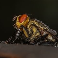 Sarcophaga sp. (genus) (Flesh fly) at Symonston, ACT - 20 Feb 2025 by rawshorty