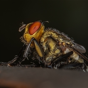 Sarcophaga sp. (genus) at Symonston, ACT - 20 Feb 2025 by rawshorty