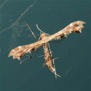 Sphenarches anisodactylus (Geranium Plume Moth) at Downer, ACT - 2 Mar 2025 by RobertD