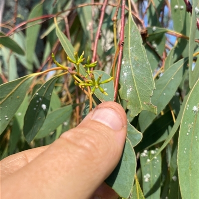 Unidentified Gum Tree at Woomargama, NSW - Yesterday by njones