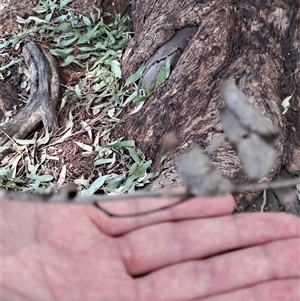 Eucalyptus melliodora at Woomargama, NSW - 2 Mar 2025 11:53 AM