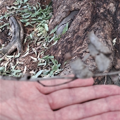 Eucalyptus melliodora (Yellow Box) at Woomargama, NSW - 2 Mar 2025 by linda2644