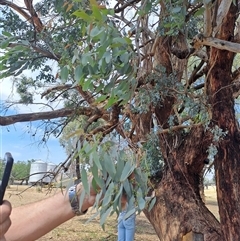 Eucalyptus melliodora at Woomargama, NSW - 2 Mar 2025 11:53 AM
