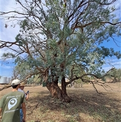 Eucalyptus melliodora at Woomargama, NSW - 2 Mar 2025 11:53 AM