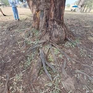 Eucalyptus melliodora at Woomargama, NSW - 2 Mar 2025 11:53 AM
