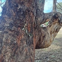 Eucalyptus melliodora at Woomargama, NSW - 2 Mar 2025 11:53 AM