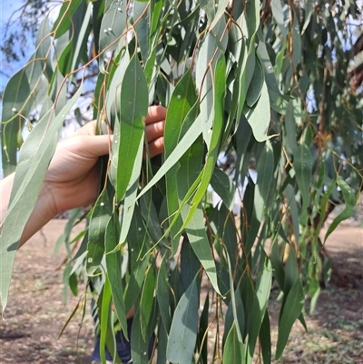 Unidentified Gum Tree at Woomargama, NSW - 2 Mar 2025 by linda2644