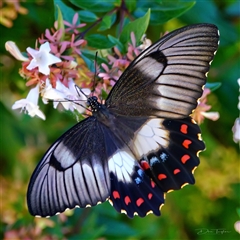 Papilio aegeus (Orchard Swallowtail, Large Citrus Butterfly) at Page, ACT - 2 Mar 2025 by DonTaylor