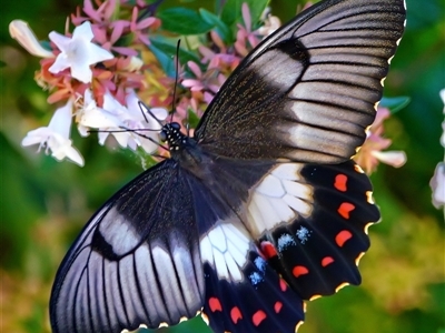 Papilio aegeus (Orchard Swallowtail, Large Citrus Butterfly) at Page, ACT - 2 Mar 2025 by DonTaylor