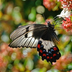 Papilio aegeus at Page, ACT - 2 Mar 2025 11:04 AM