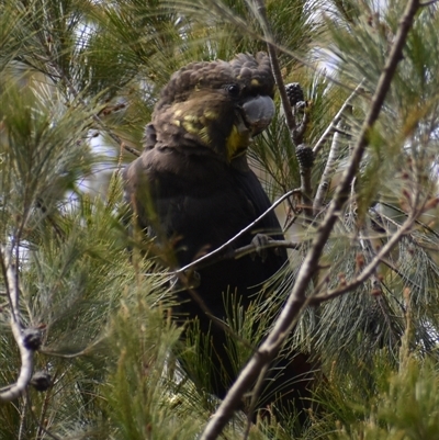 Calyptorhynchus lathami lathami (Glossy Black-Cockatoo) at Hill Top, NSW - 16 Oct 2021 by GITM2