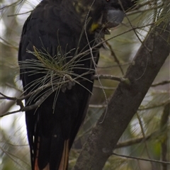 Calyptorhynchus lathami lathami at Hill Top, NSW - suppressed