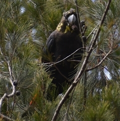 Calyptorhynchus lathami lathami at Hill Top, NSW - suppressed