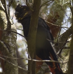 Calyptorhynchus lathami lathami at Hill Top, NSW - suppressed