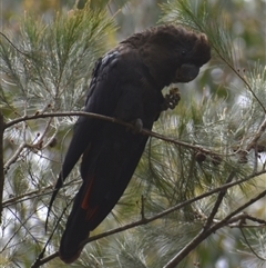 Calyptorhynchus lathami lathami at Hill Top, NSW - suppressed