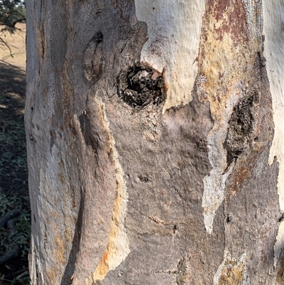 Unidentified Gum Tree at Woomargama, NSW - 2 Mar 2025 by mattym