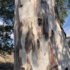 Unverified at suppressed - suppressed