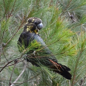 Calyptorhynchus lathami lathami at Hill Top, NSW - suppressed