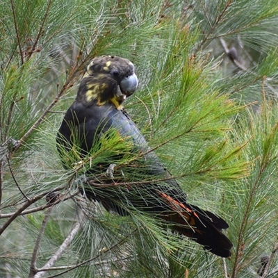 Calyptorhynchus lathami lathami (Glossy Black-Cockatoo) at Hill Top, NSW - 16 Oct 2021 by GITM2