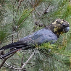 Calyptorhynchus lathami lathami at Hill Top, NSW - suppressed