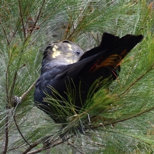 Calyptorhynchus lathami lathami at Hill Top, NSW - suppressed