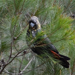 Calyptorhynchus lathami lathami at Hill Top, NSW - suppressed