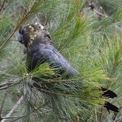 Calyptorhynchus lathami lathami at Hill Top, NSW - suppressed