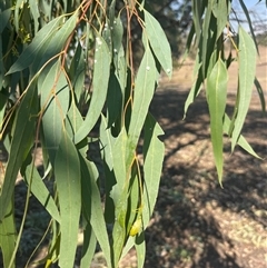 Unidentified Gum Tree at Woomargama, NSW - Yesterday by Woomargama