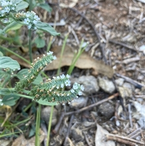 Heliotropium europaeum at Cook, ACT - Yesterday 10:03 AM